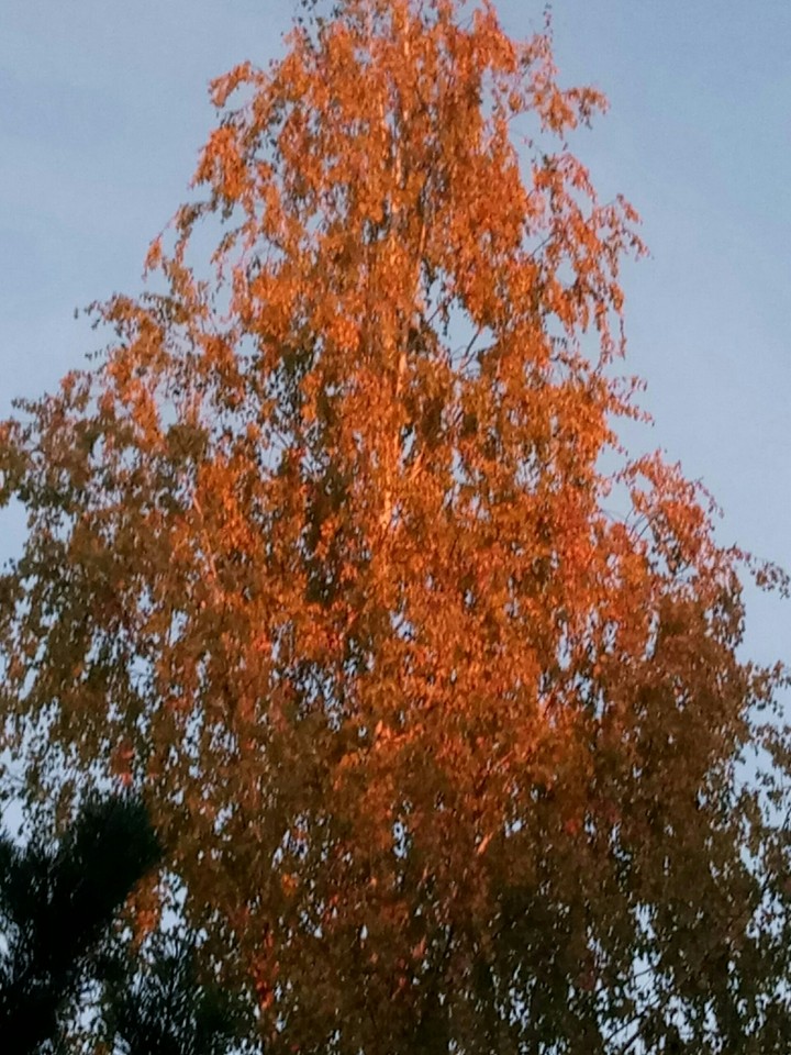 дерево
