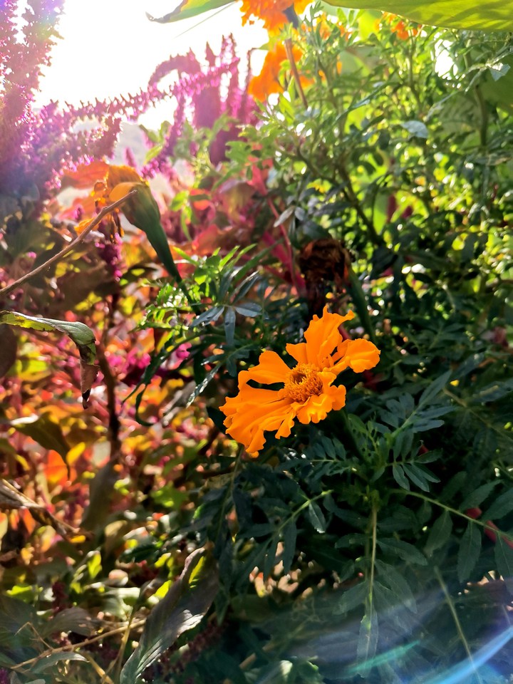 flower