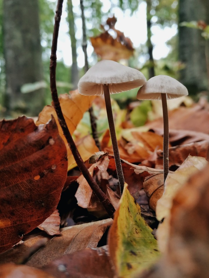 mushrooms in autumn