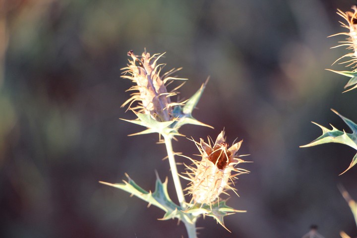 Flowers with Thorns