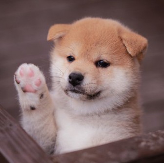 Hi, I'm Shiba Dog