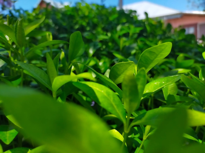 green