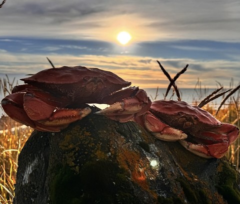 Crabs