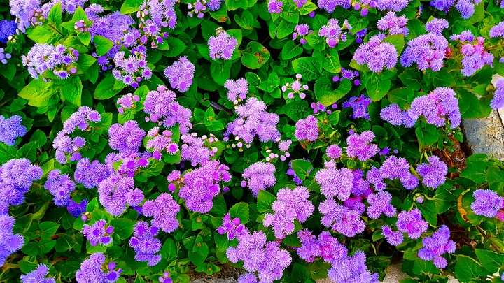 flowers