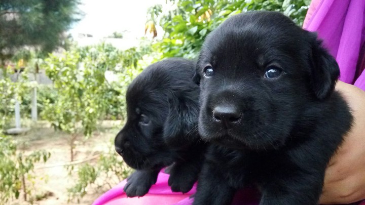 Black is cute