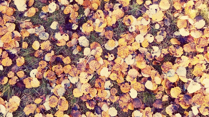 Autumn