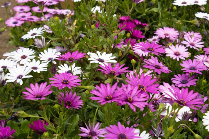 Flowers???