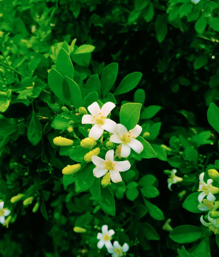 Orange jasmine