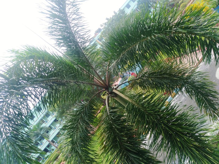 nature