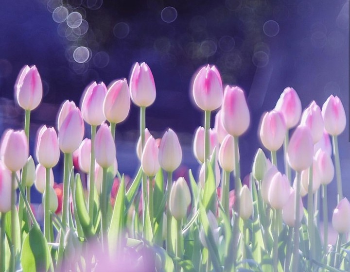 soft beauty