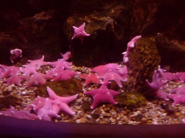 starfish
