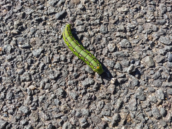 caterpillar