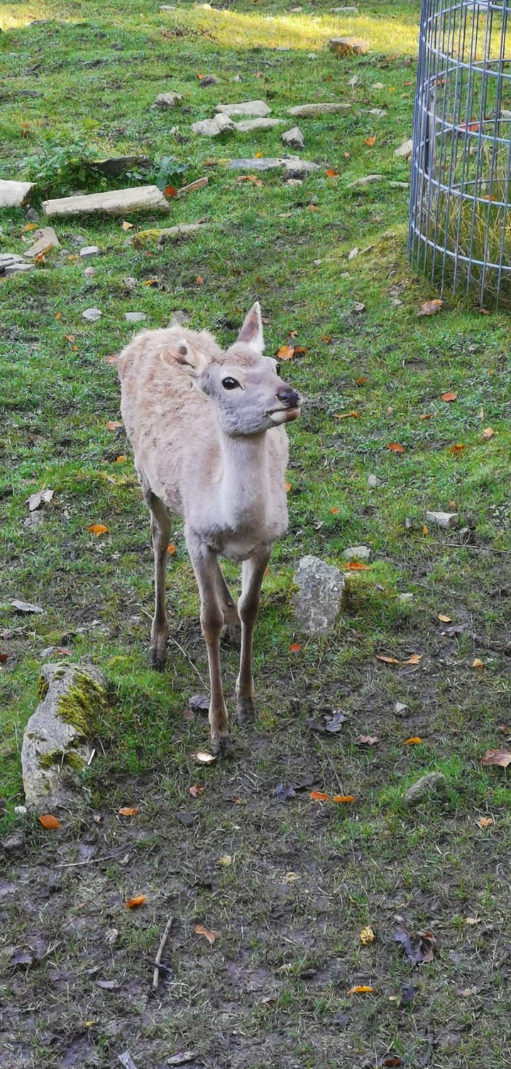 Tiere im Zoo