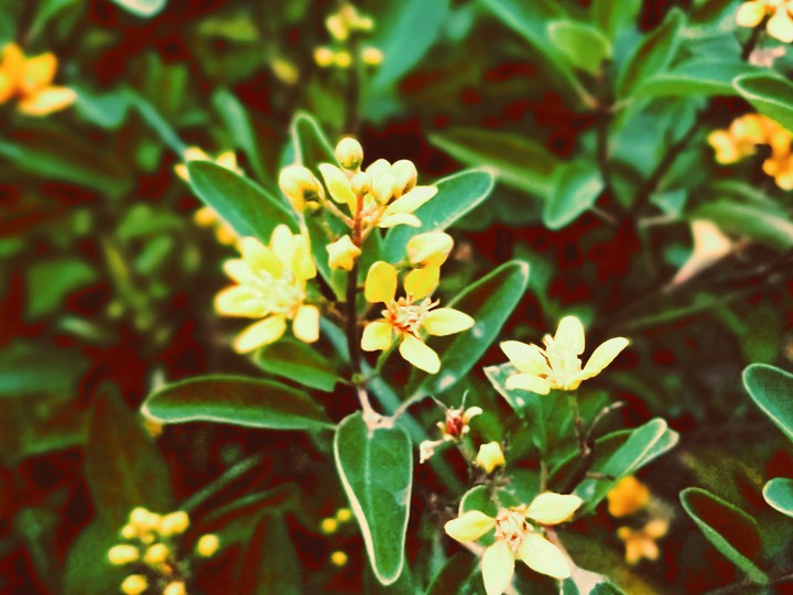 flower#yellow#nature#love#mobilephotography 