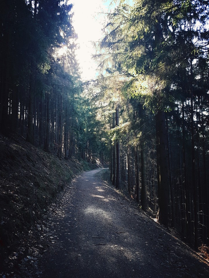 Wald