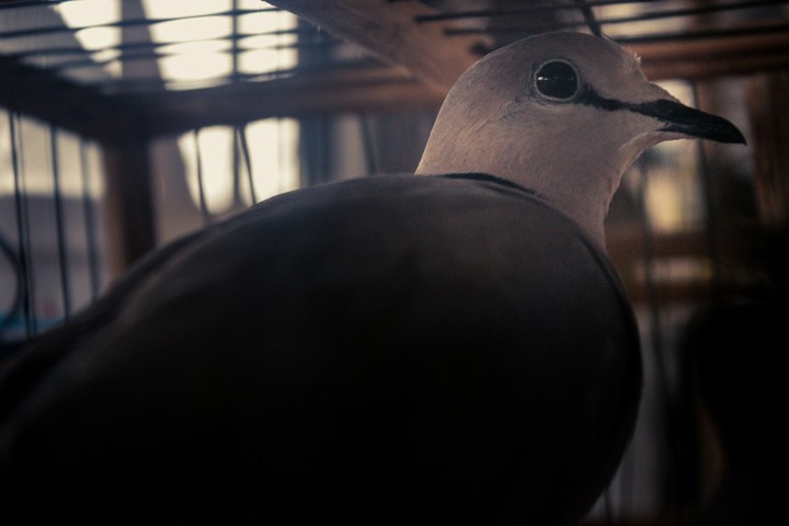 Bird