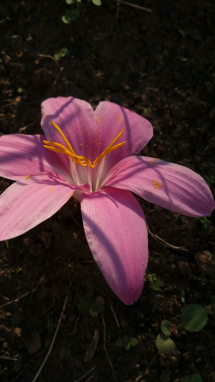 flower