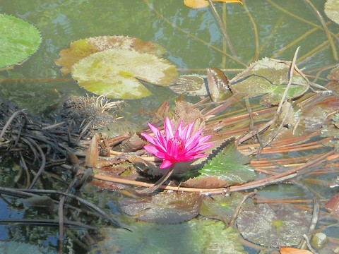 pond, ecosystem wallpapers