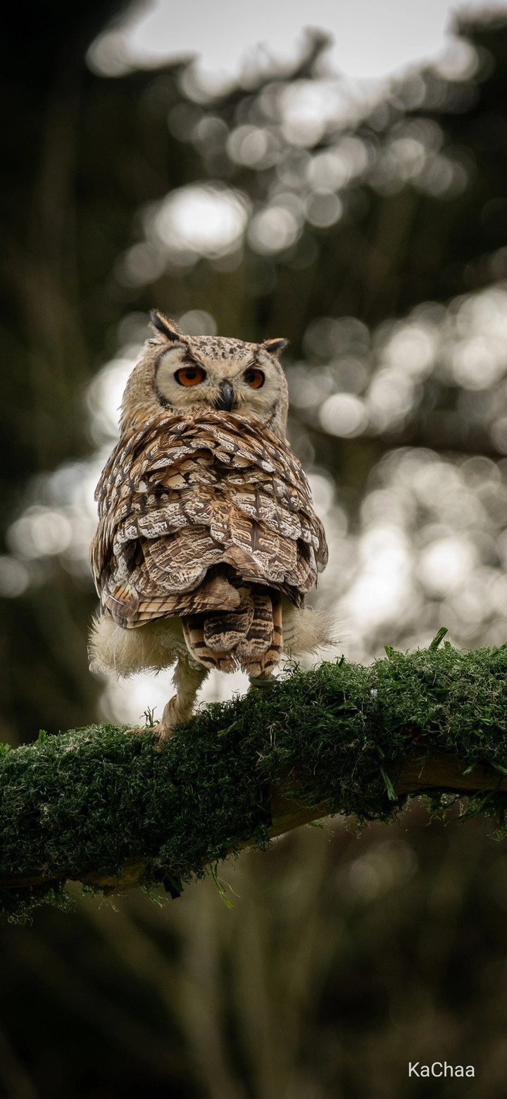 Owl