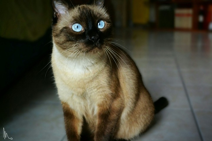 minou