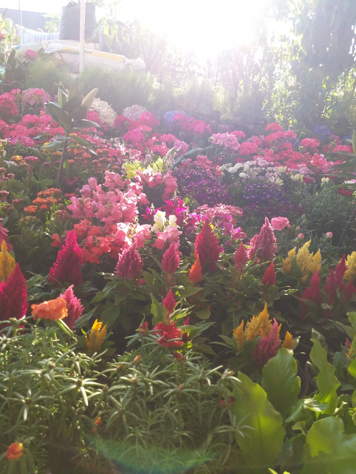 Flowers