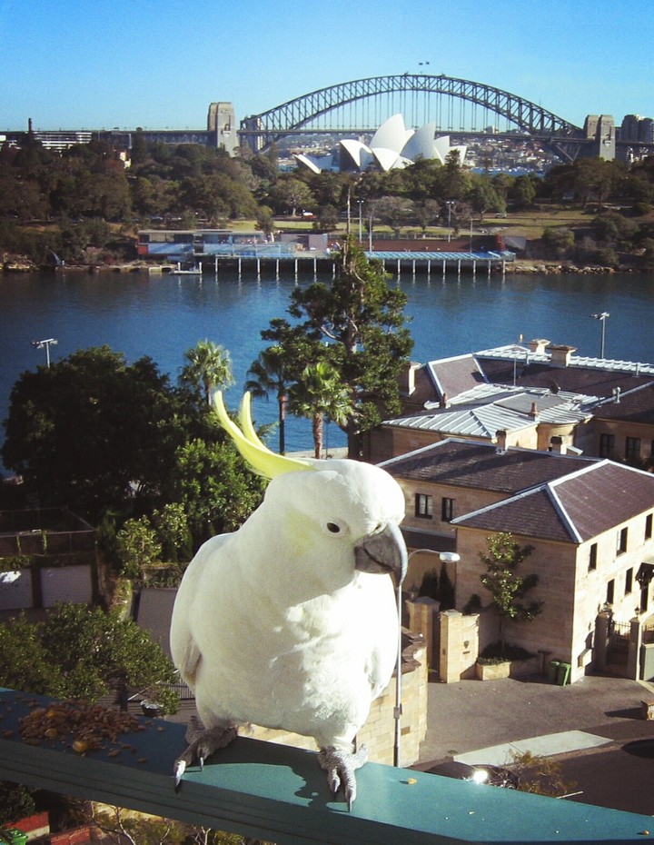 Parrot