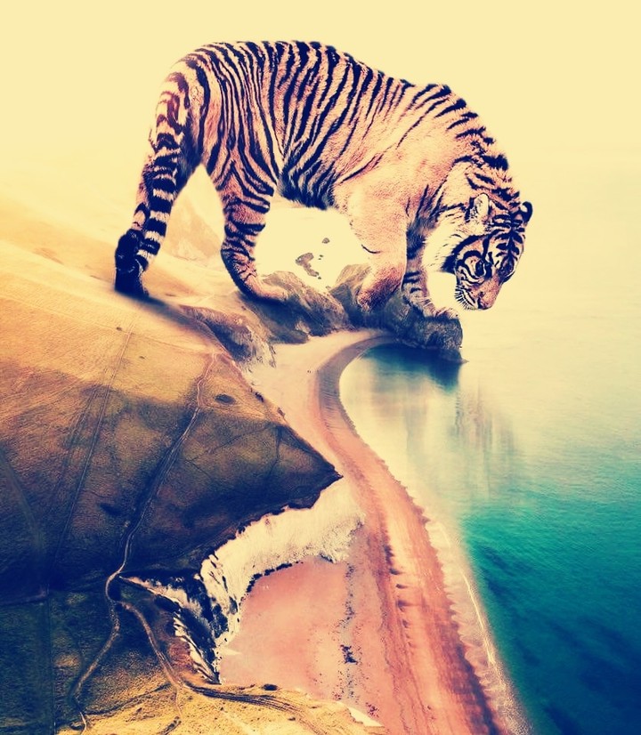 tiger