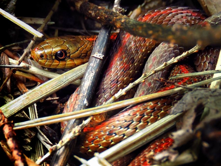 Whipsnake