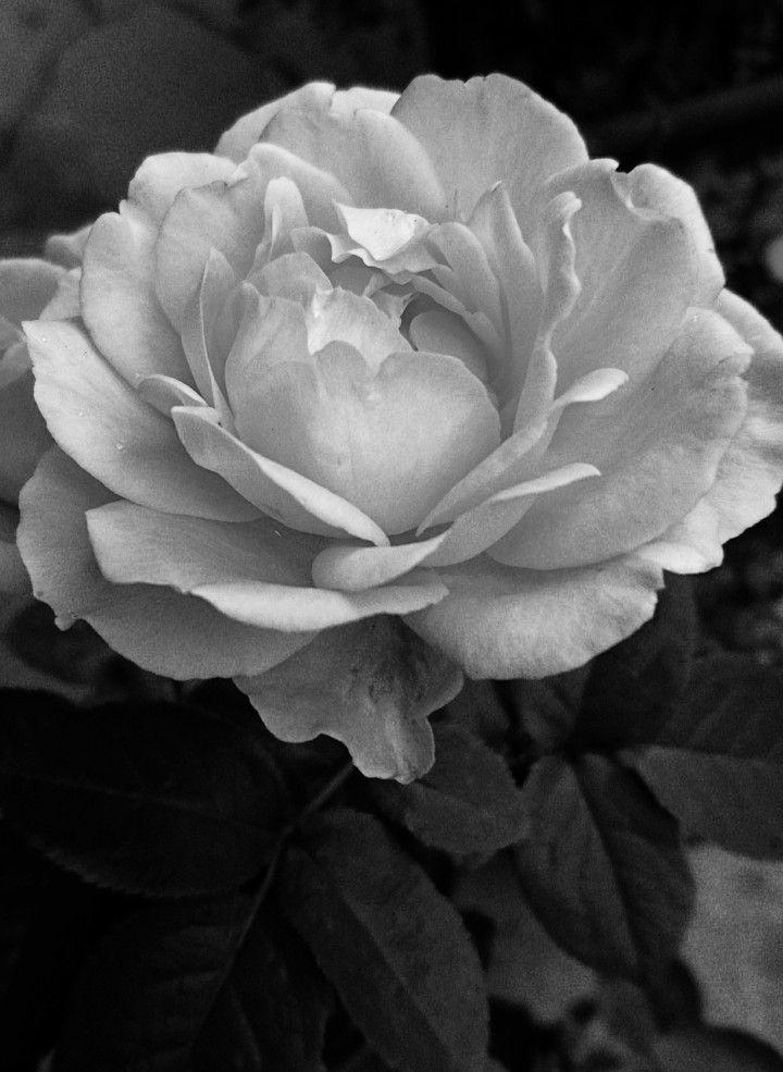 薔薇