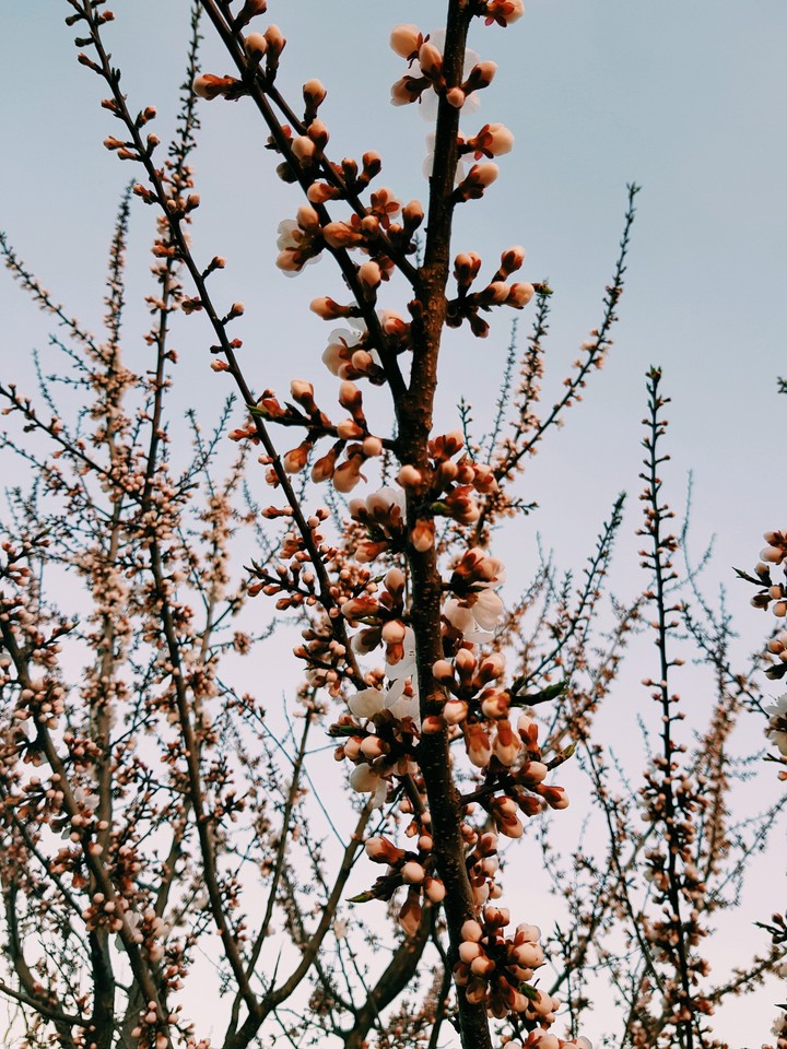 may