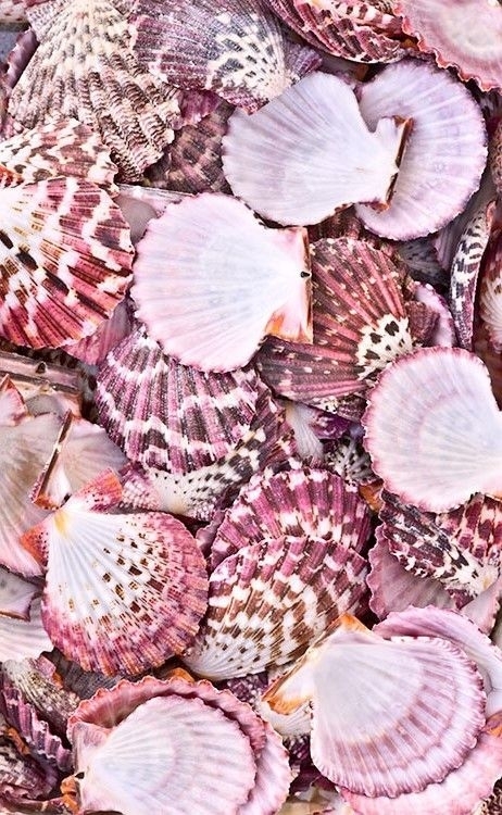 seashell