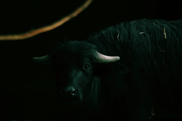 animal