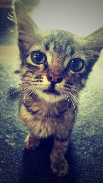 cute kitten