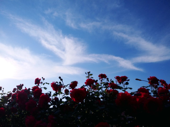 rose and blue sky