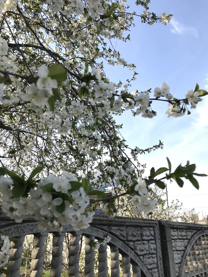 Spring blossoms