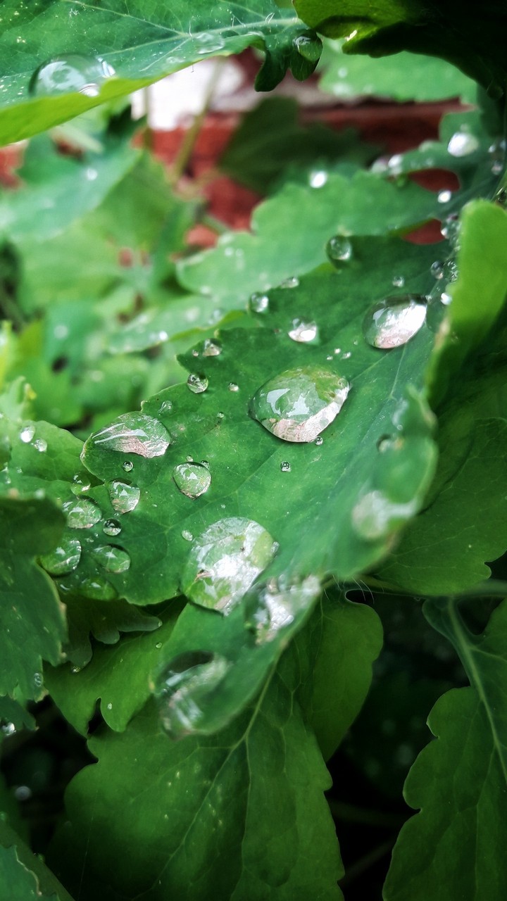 Drops