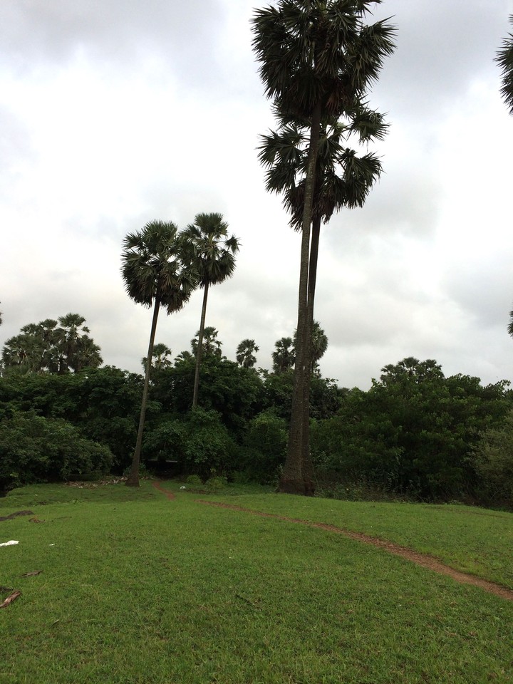 A trees