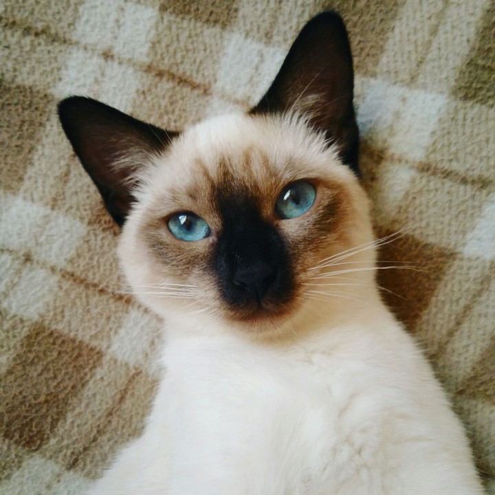 neko