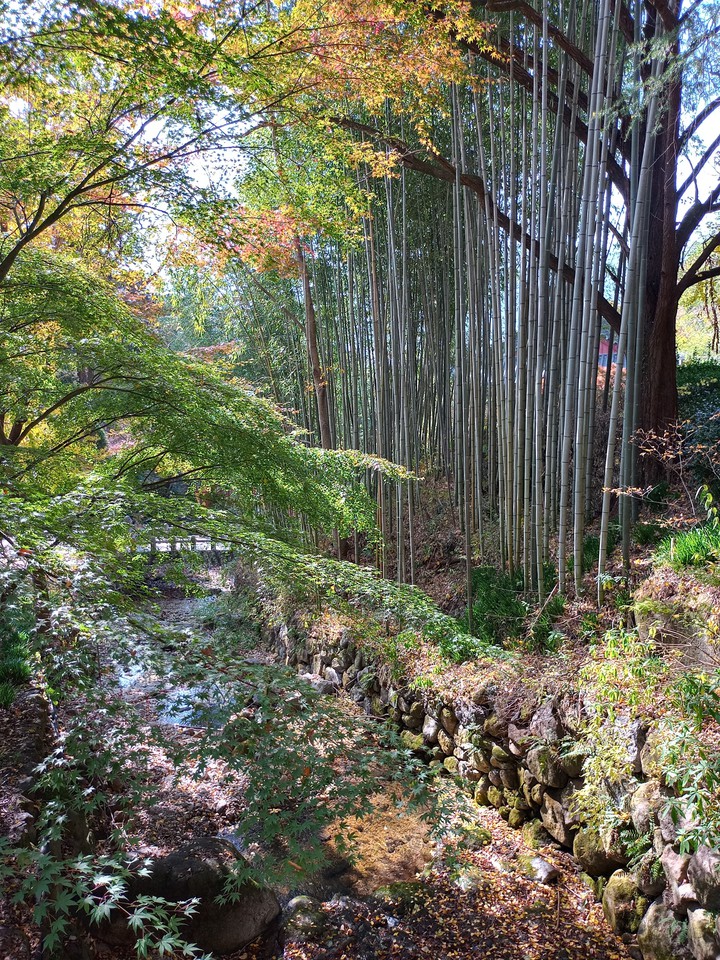 Bamboo trees in Korean temple