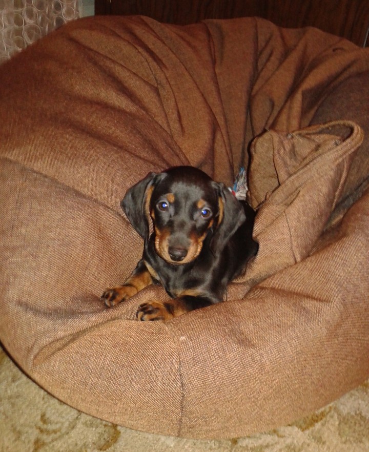 puppy