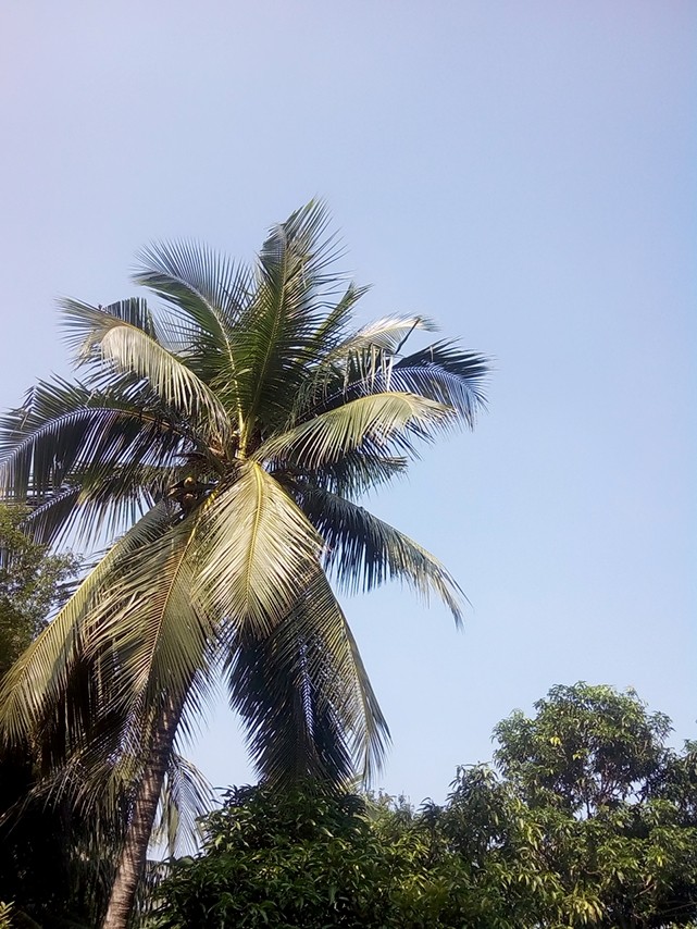 Coconut Tree
