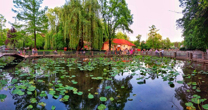 waterlilies