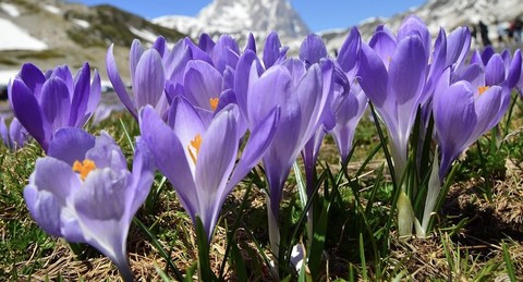 spring, petal Hintergrundbilder