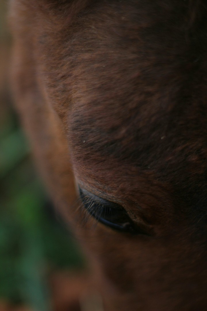 horse