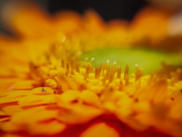 centre of flower