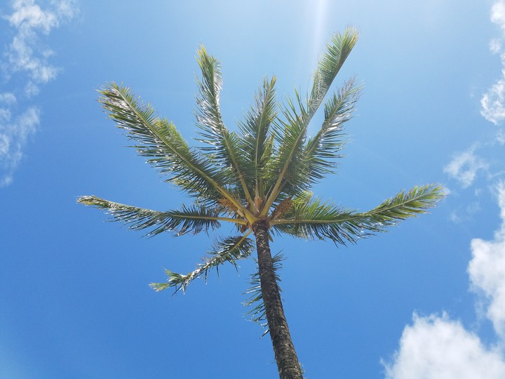 Summer in the palms