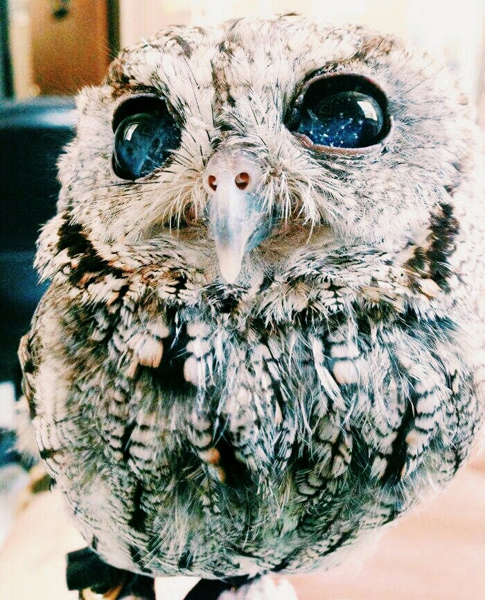 galaxy in eye