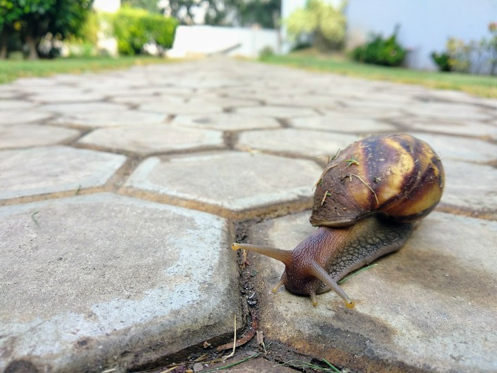 slug