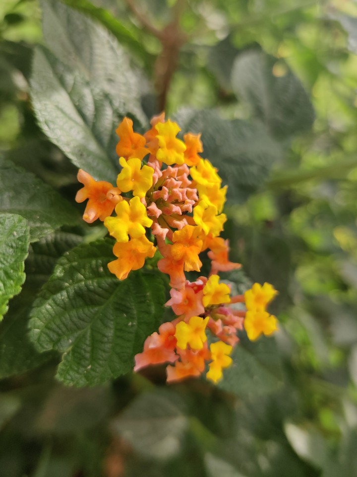 Yellow hues of Lantana