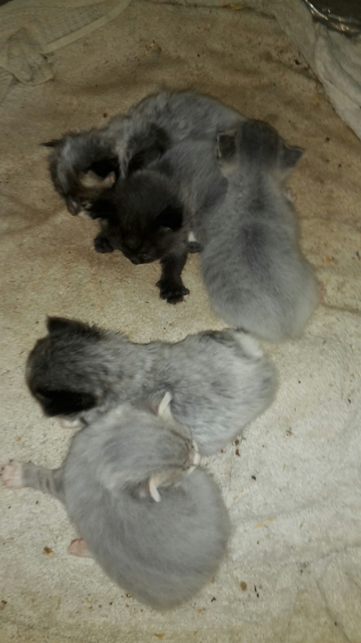 kittens2017